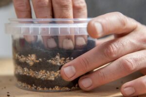 Growing Mushroom in Coffee Grounds